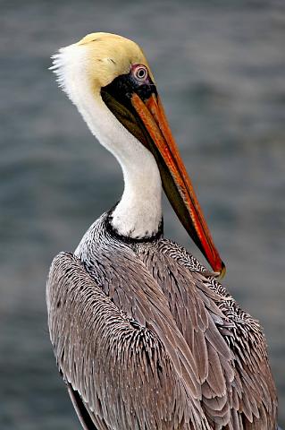 043 Puntarenas, Costa Rica, bruine pelikaan.JPG